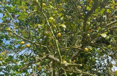 Casa de Nuna- calefacción, naturaleza, Netflix - Foto 58