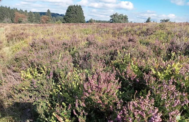 Ruhig Gelegenes Appartement in Niedersfeld - Foto 44