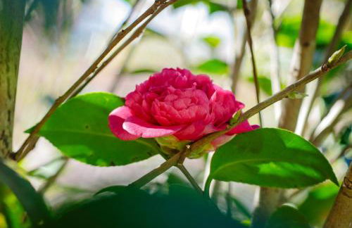 Chalé Flores e Amores - Photo 65