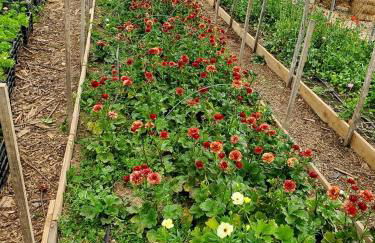 Sweet Chic Farm Cottage with Pool, Hot-Tub and Beautiful Sunsets in Maryland - Foto 12