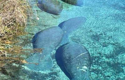 Manatee Oasis Weeki Wachee Family Fun Pool Home - Foto 43