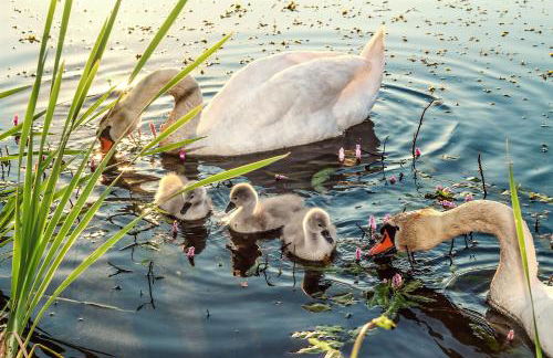 Ferienwohnung Relax - Foto 40