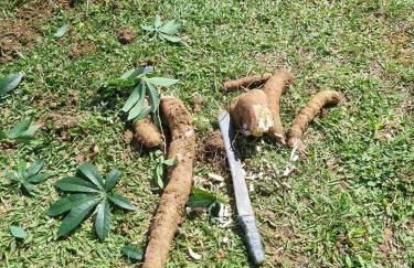 Sítio com Casa de Madeira com 2 quartos 100m2 px Centro de Salesópolis - Foto 41