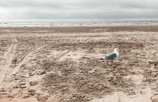 Elite Holiday Home in North Holland near Forest - Foto 23