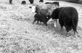 Cozy Apartment mitten in Oberstaufen - Foto 17