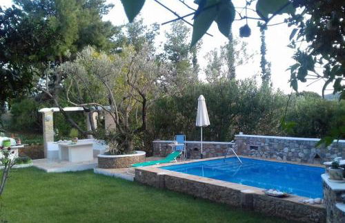 Granatapfel - Foto 1