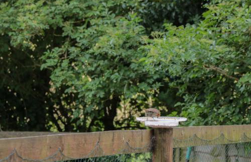 Pigsfoot Lodge - Foto 23