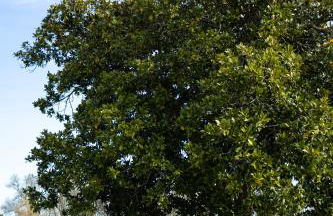 Wine Estate with Private Pool, Near River, Saint-Émilion - Foto 39