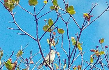 Loft 1 - Casa Aratu Guaiú Barra de Mamanguape - Photo 21