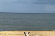 Craster Coastal Cabins - Foto 11