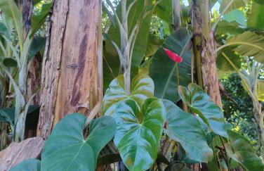 Carneiro Caiçara chalés- Casinhas aconchegantes em Ubatuba - Foto 22