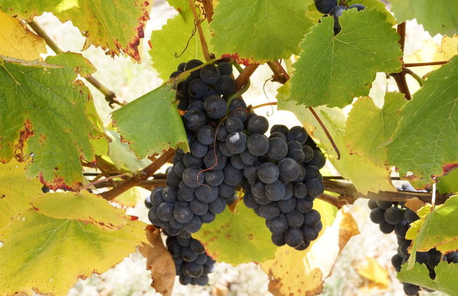 Gisborne Peak Winery Cottages - Foto 38