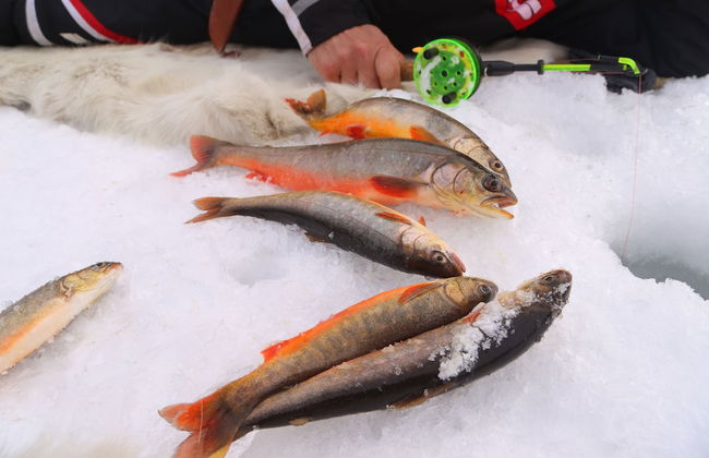 Nuorgam Holiday Village - Foto 33