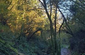 "O Cabazo de Reinante" - Foto 56