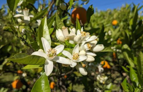 Le Jardin de Temeni - Foto 27
