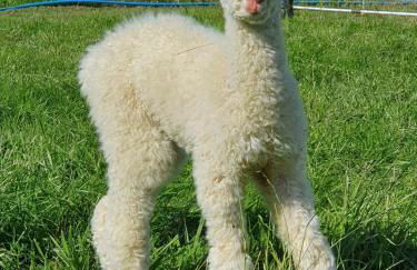 Dartmoor Reach Alpaca Farm - Foto 118