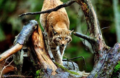 Holiday home Corinna - Foto 29