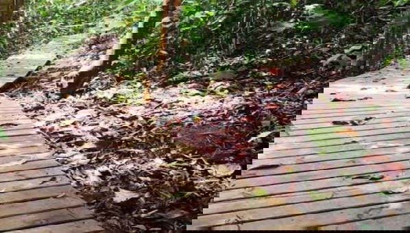 La Virginia & El Guásimo Excursion - Foto 1