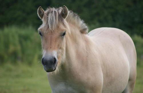 Ferienhof Ostarle - Foto 63