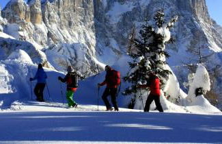 Petit Arnica - Foto 15