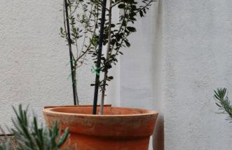 Apartman Roguljić - Photo 25