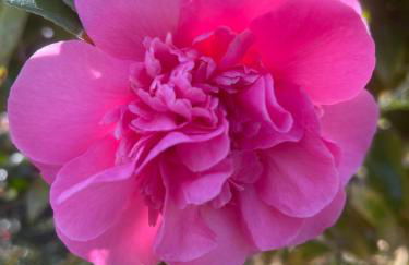 Un jardin en forêt - Foto 15