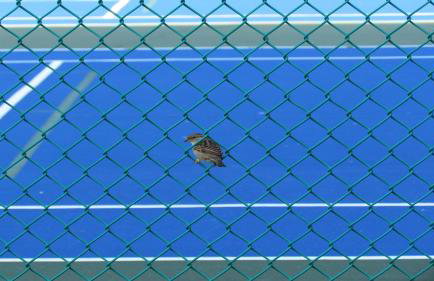 Gulf Shores Surf and Racquet Club 211A-Beach Views - Foto 42