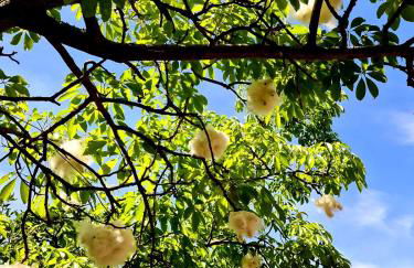 Etna panoramic villa with swimming pool - Foto 15