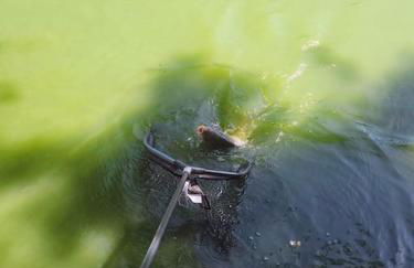 La Perle de l'Étang - Déconnexion totale - Foto 35