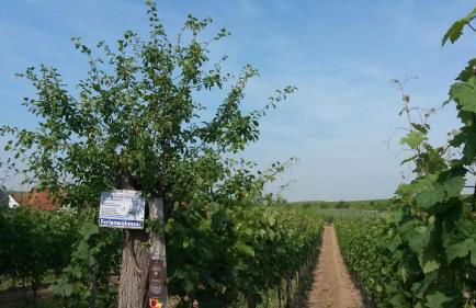 Ferienwohnung An der Dorfmauer - Foto 40