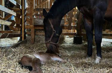 Dom na wyłączność Kruzy36 - Foto 22