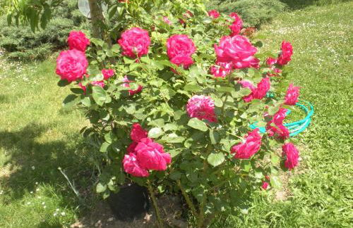 Agriturismo Le Rose - Foto 117