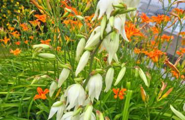 Green Home - Foto 23