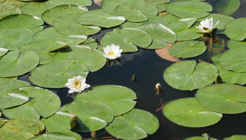 Lütt Hütt - Foto 5