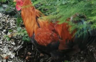 Apartment Landhaus Müritzliebe by Interhome - Foto 27