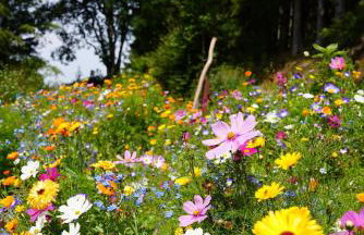 Schwarzwald Chalet - Karlshütte - Foto 26