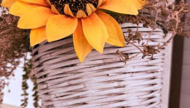 The Sunflower - Foto 2