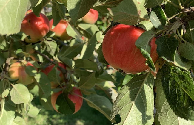 Bäddar & Ängar - Photo 70