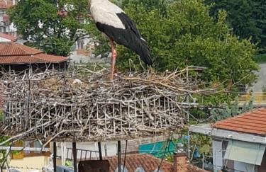 Efstathiou Mihail Studios and Apartments - Photo 56