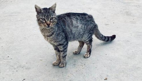 Kostas Volissos-residence - Foto 4