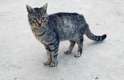 Kostas Volissos-residence - Foto 4