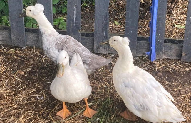 Flower Farm Glamping Retreat in Suffolk - Foto 5