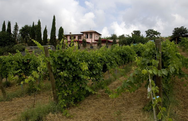 Azienda Agricola Sinisi - Foto 20