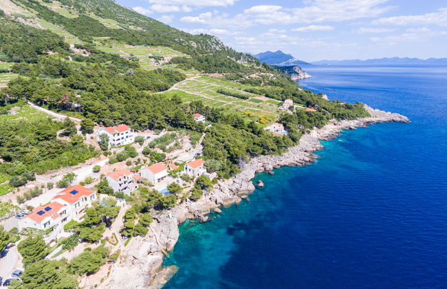 Plavac Mali - Foto 4