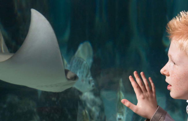 Billet pour le SEA LIFE® Hanovre - Photo 1