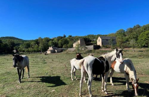 Les Distinguées -Aux Bories de Prévinquières - Photo 12