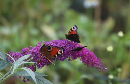 Erlenhof-Steinau-Fachwerkhaus-mit-Reetdach - Foto 23