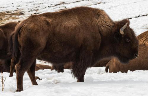 The Pine Getaway on 60 Acres with Hot Tub - Photo 37