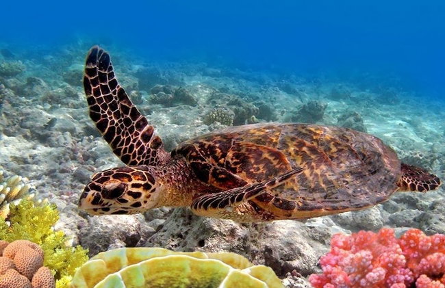 Kuleana 613 1 Bdrm 1 Bedroom Condo by RedAwning - Foto 51