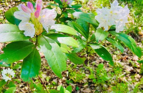 Ferienwohnung Schafberg - Foto 21